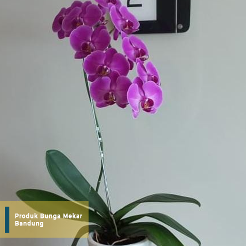 Rp. 250.000 / Pot